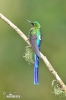 Violet-tailed Sylph