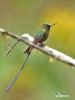 Violet-tailed Sylph