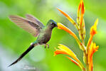 Violet-tailed Sylph