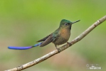 Violet-tailed Sylph