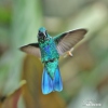 Violettörad kolibri