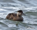 Vịt Scoter thường