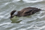 Vịt Scoter thường