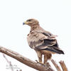 Wahlberg´s Eagle