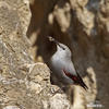 Wallcreeper