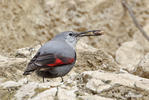 Wallcreeper