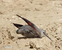 Wallcreeper