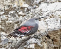 Wallcreeper