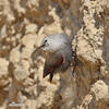 Wallcreeper