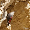 Wallcreeper