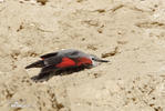 Wallcreeper