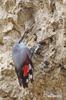 Wallcreeper