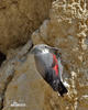 Wallcreeper