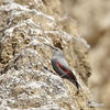 Wallcreeper