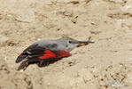 Wallcreeper