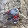 Wallcreeper