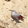 Wallcreeper