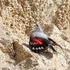 Wallcreeper