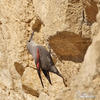 Wallcreeper