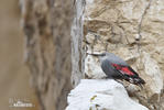 Wallcreeper