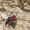 Wallcreeper