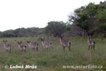 Water Buck