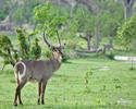 Water Buck