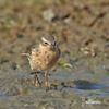 Water Pipit