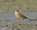 Water Pipit