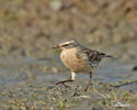 Water Pipit