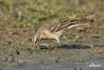 Water Pipit