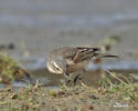 Water Pipit