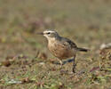 Water Pipit