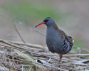 Water Rail