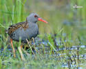 Water Rail