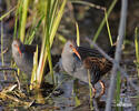 Water Rail