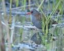 Water Rail