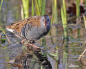 Water Rail