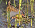 Water Rail