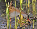 Water Rail