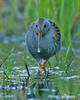 Water Rail