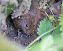 Water Vole