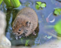 Water Vole