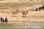 Watering - Place