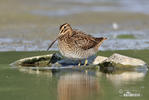 Watersnip