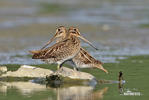 Watersnip