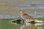 Watersnip
