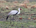 Wattled Crane