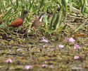 Wattled Jacana