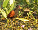 Wattled Jacana